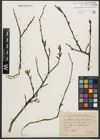 Foto von Salix purpurea L. x Salix silesiaca Willd.